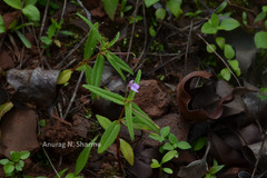 Impatiens mullaingiriensis